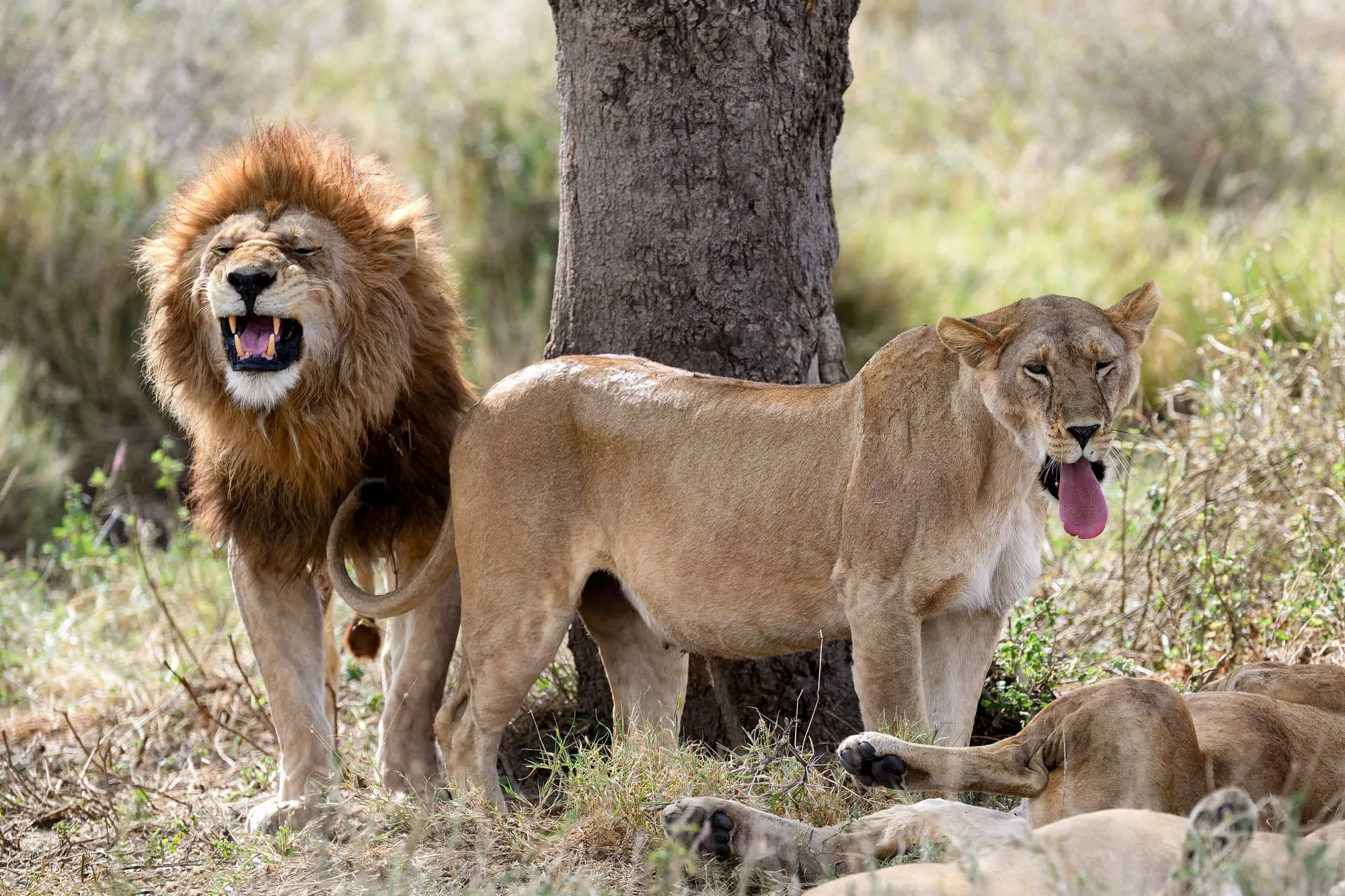 Africa